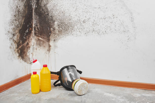 Best Local Mold Removal Service  in Killeen, TX