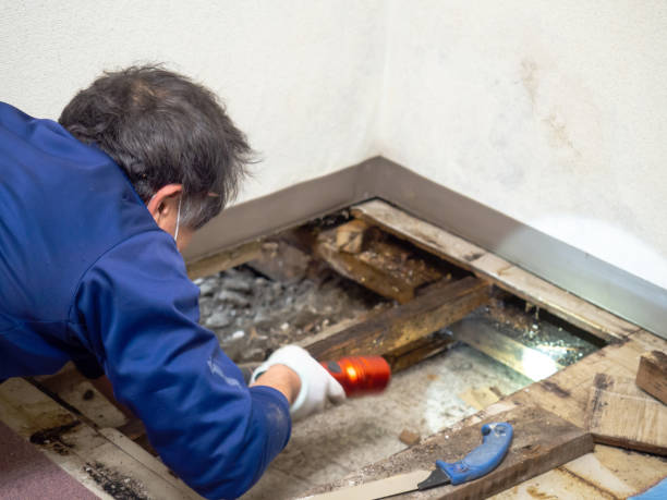 Best Attic Mold Removal  in Killeen, TX