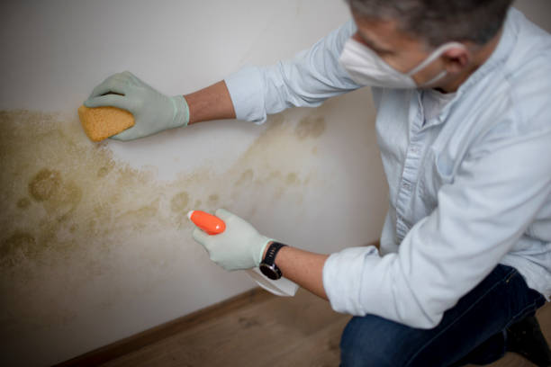 Best Commercial Mold Removal  in Killeen, TX