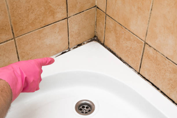 Best Mold Damage Repair  in Killeen, TX